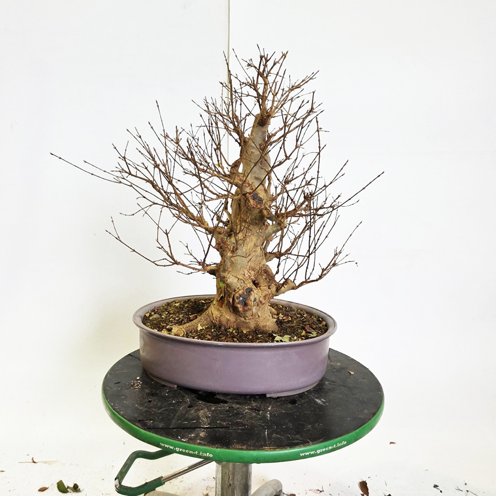 Bonsai esdoorn voor buiten - Acer Burgeriana