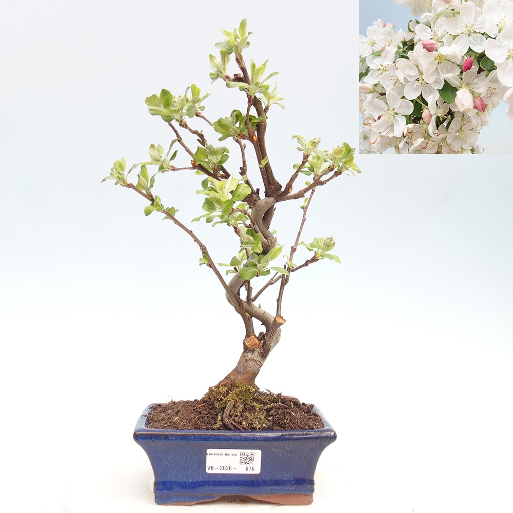 Bonsai voor buiten -Malus halliana - Appelboom met kleine vruchten