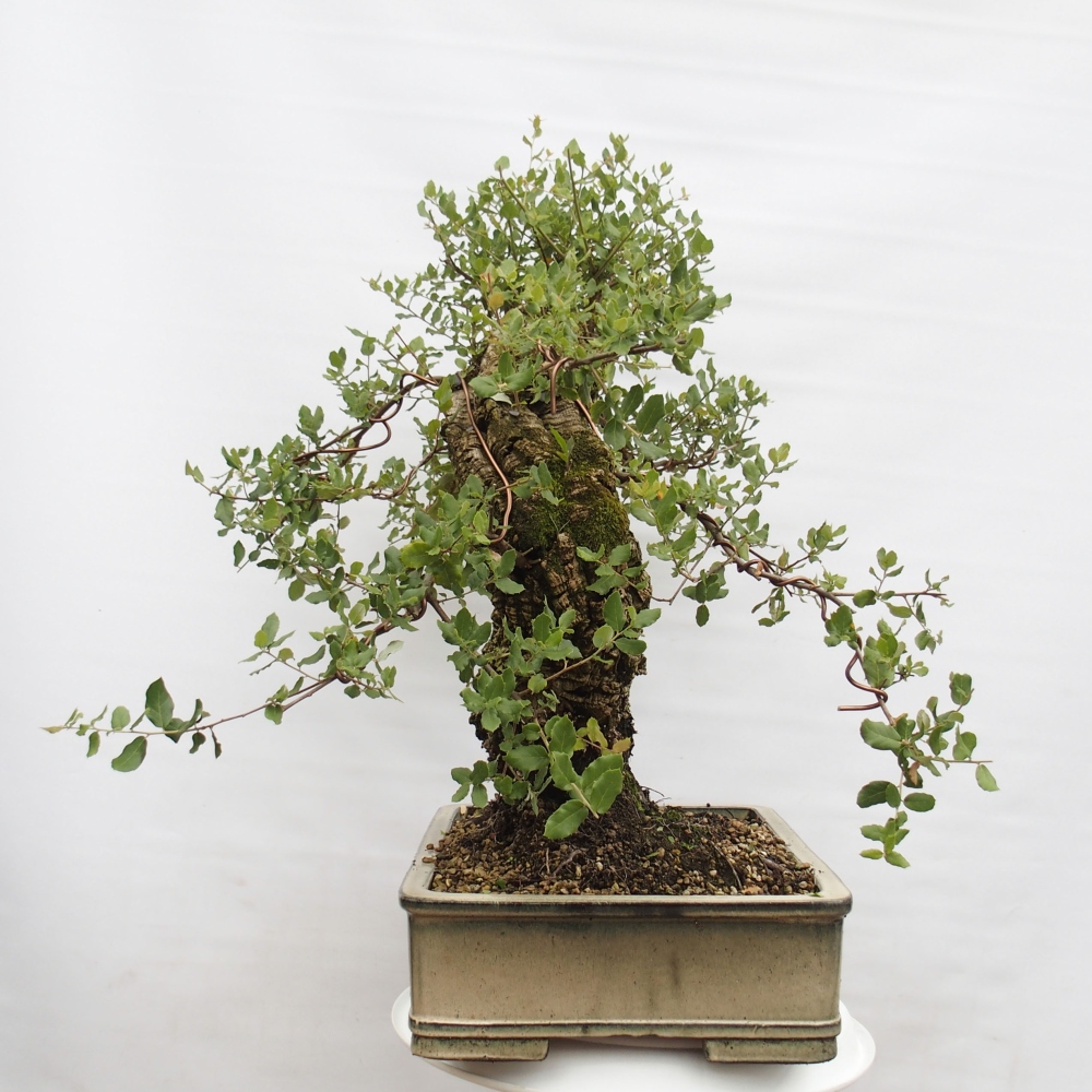 buiten bonsai Quercus suber - kurkeik