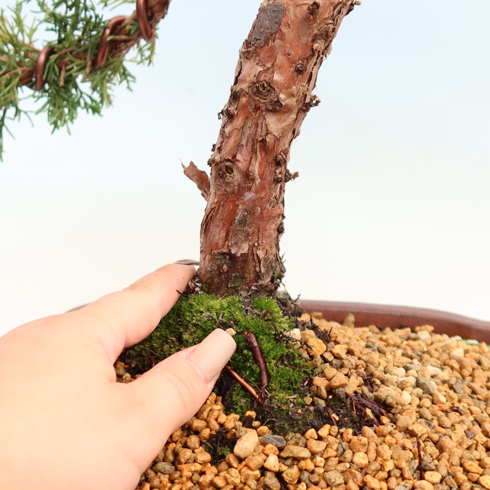 Bonsai voor buiten - Juniperus chinensis Kishu