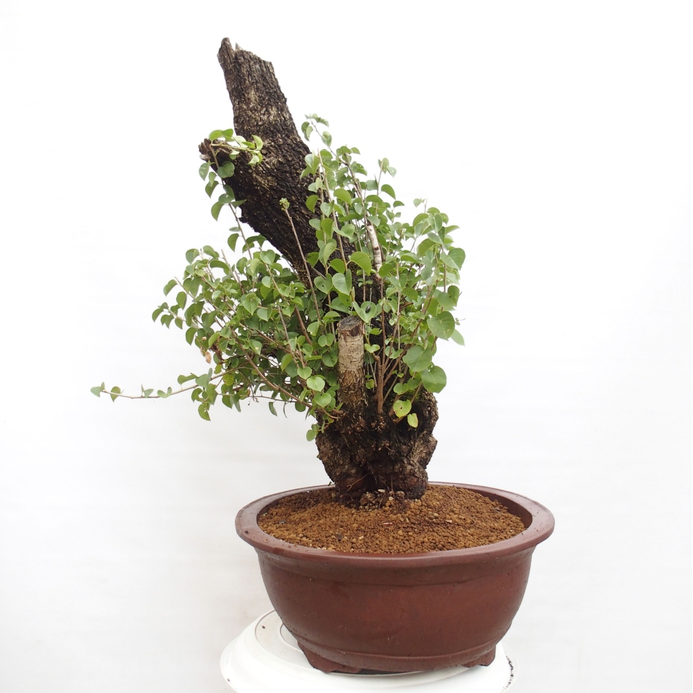 Bonsai voor buiten - Mahalebka - Prunus mahaleb