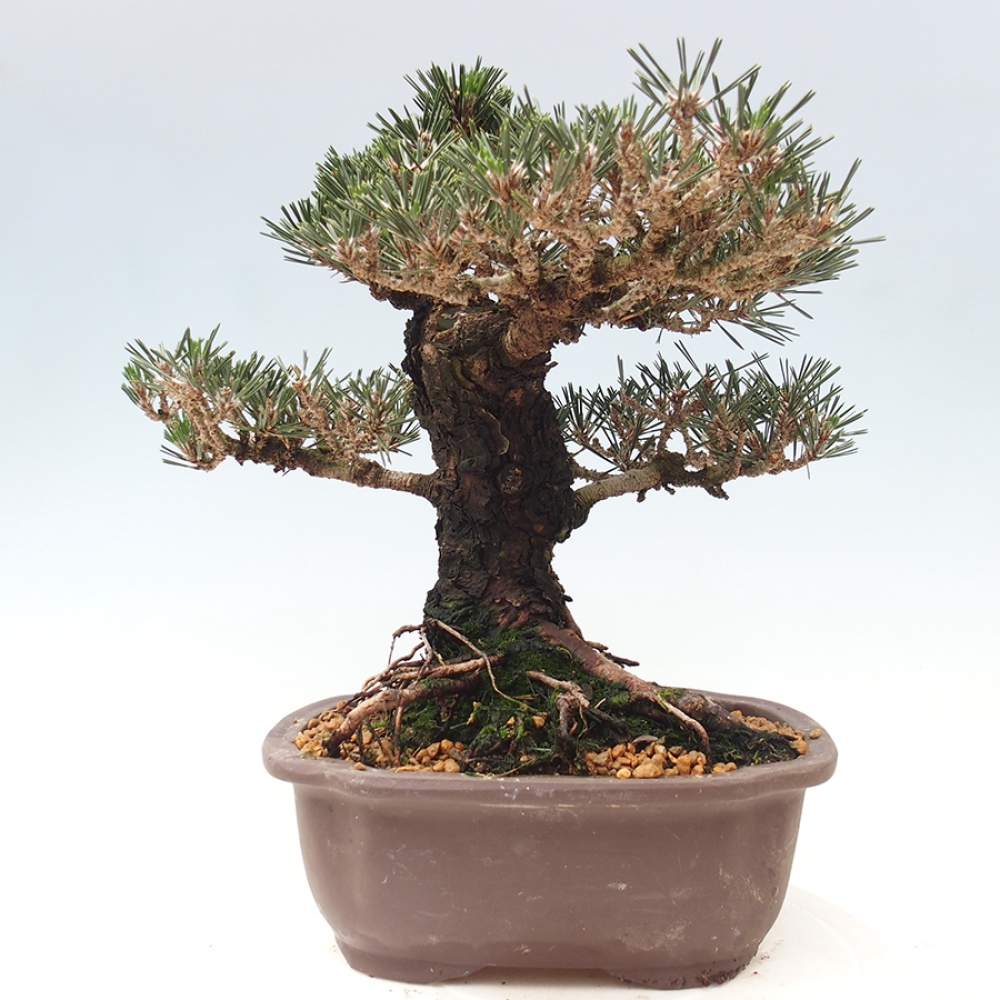 Bonsai voor buiten - Pinus thunbergii Kotobuki - Thunberg den
