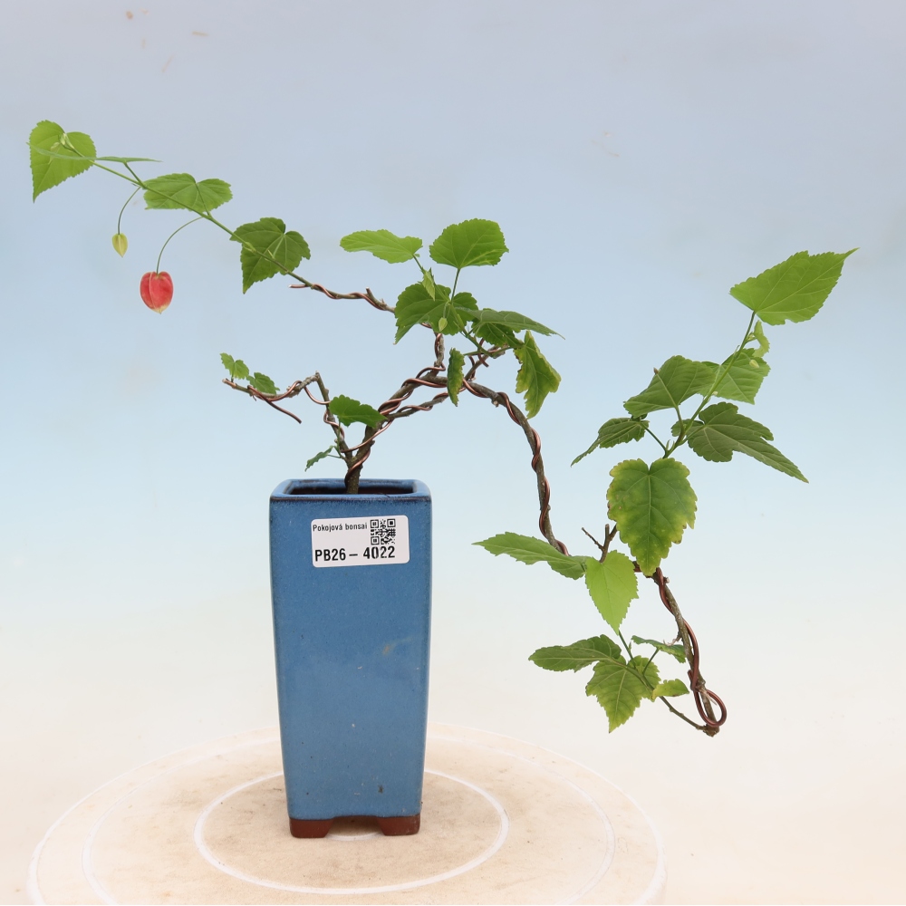 Bonsai voor binnen - Abutilon Big Bell - Cloudberry