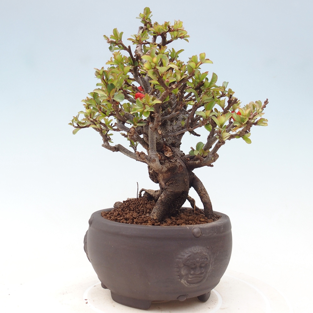 Bonsai voor buiten - Chaneomeles speciosa - Kweepeer