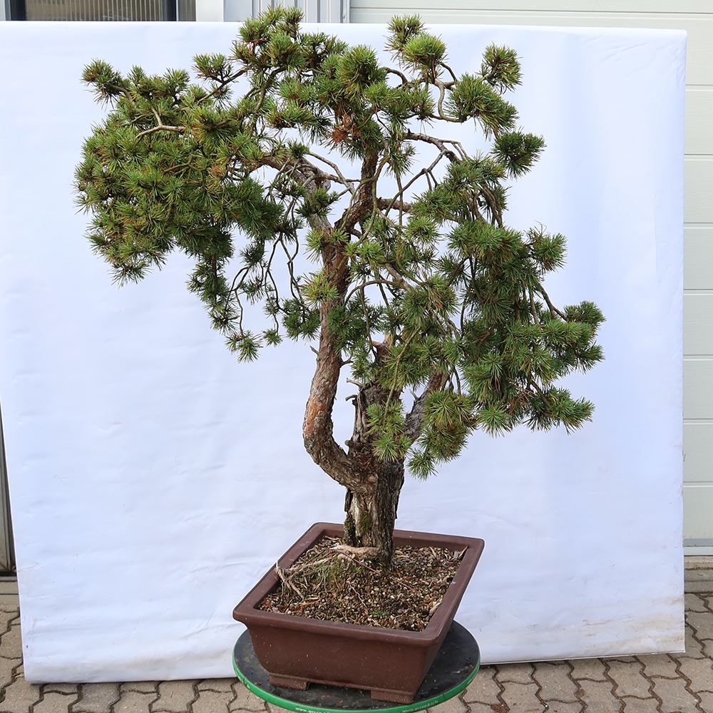 Pinus sylvestris Spanje - grove den