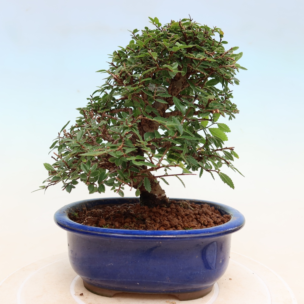 Bonsai voor buiten - Zelkova - Zelkova NIRE