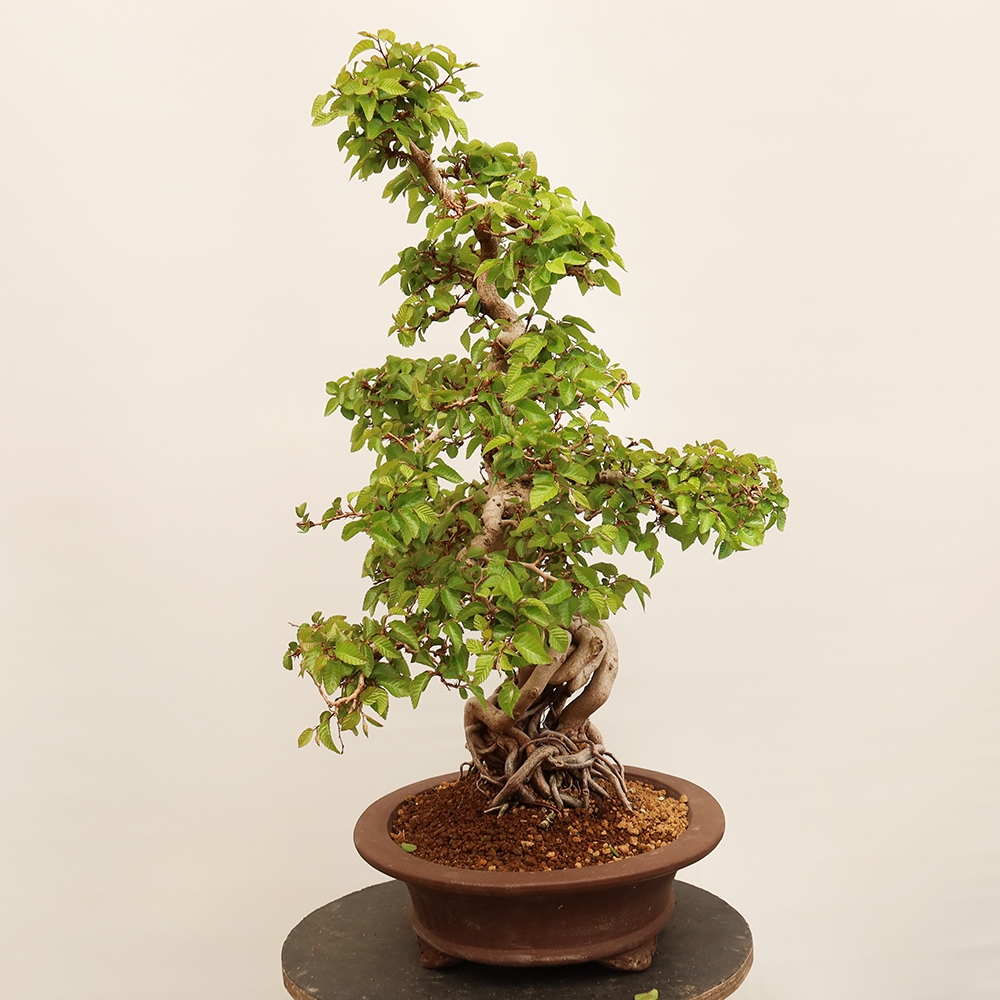 Bonsai voor buiten -Carpinus Coreana - Koreaanse haagbeuk