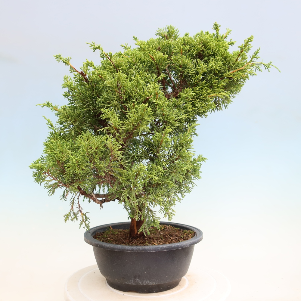 Bonsai voor buiten - Juniperus chinensis Itoigawa-Juniperus chinensis