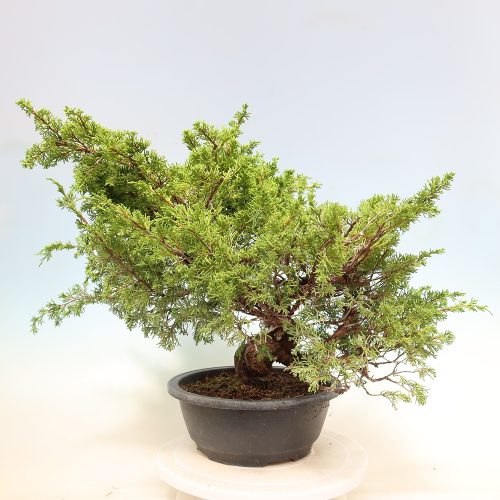 Bonsai voor buiten - Juniperus chinensis Itoigawa-Juniperus chinensis