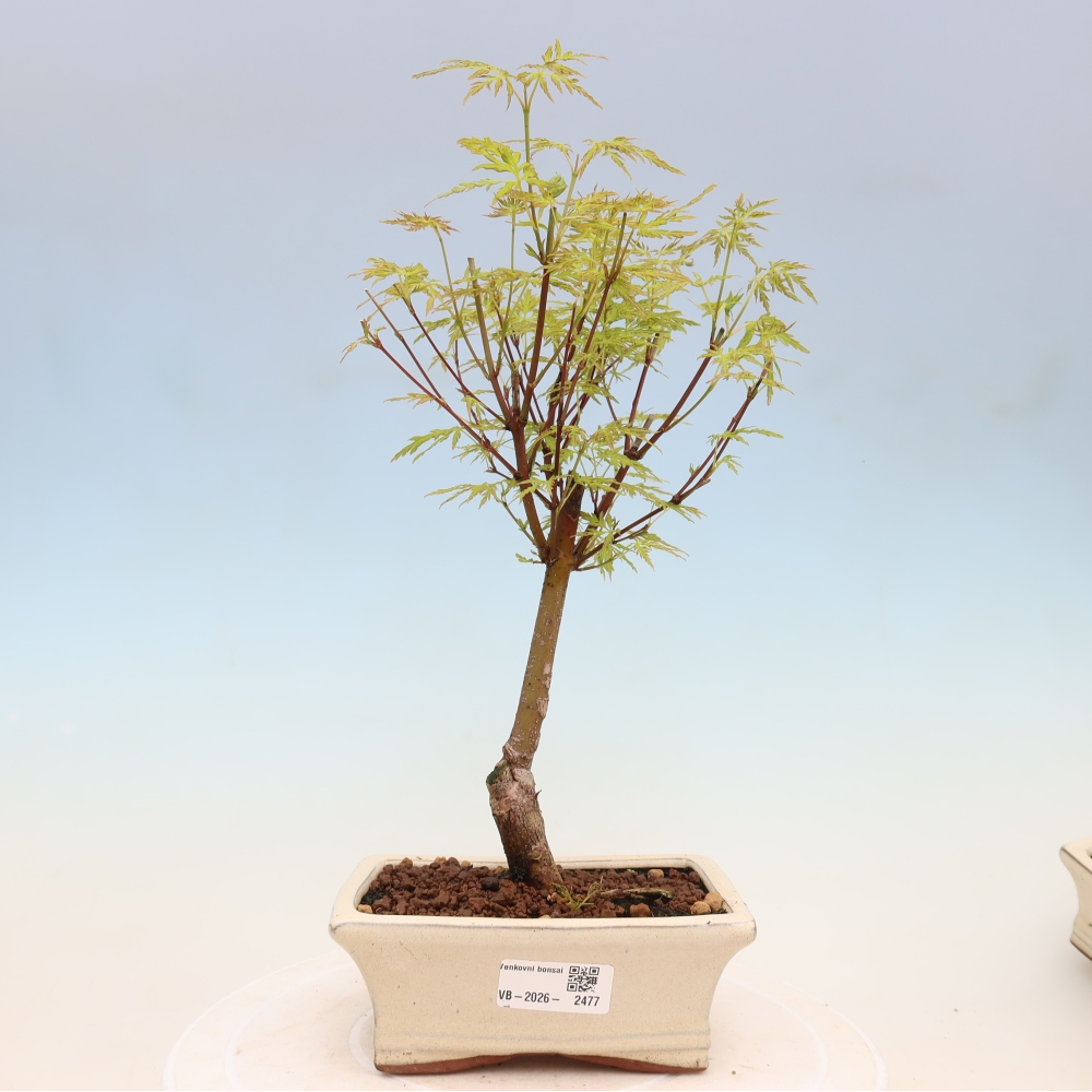 Bonsai voor buiten - Acer palmatum Dissectum