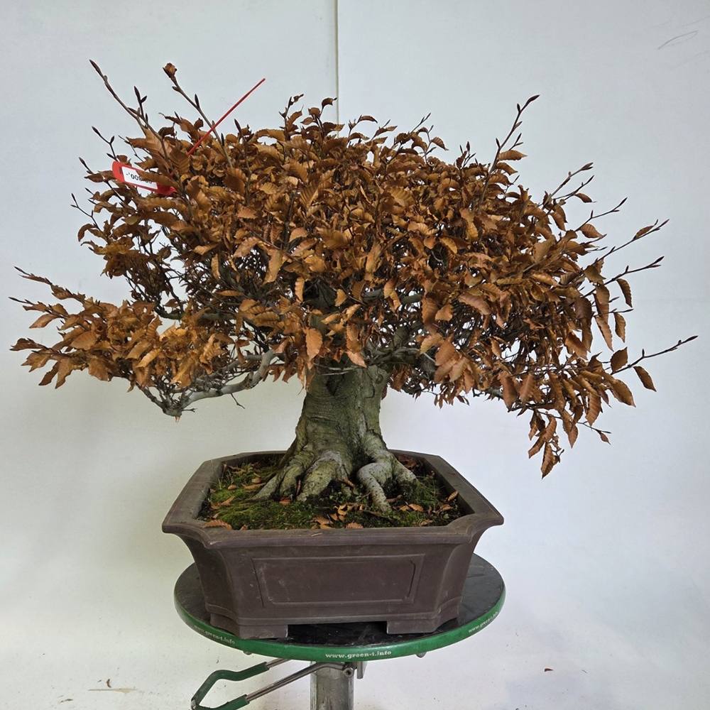 Bonsai voor buiten - Fagus crenata