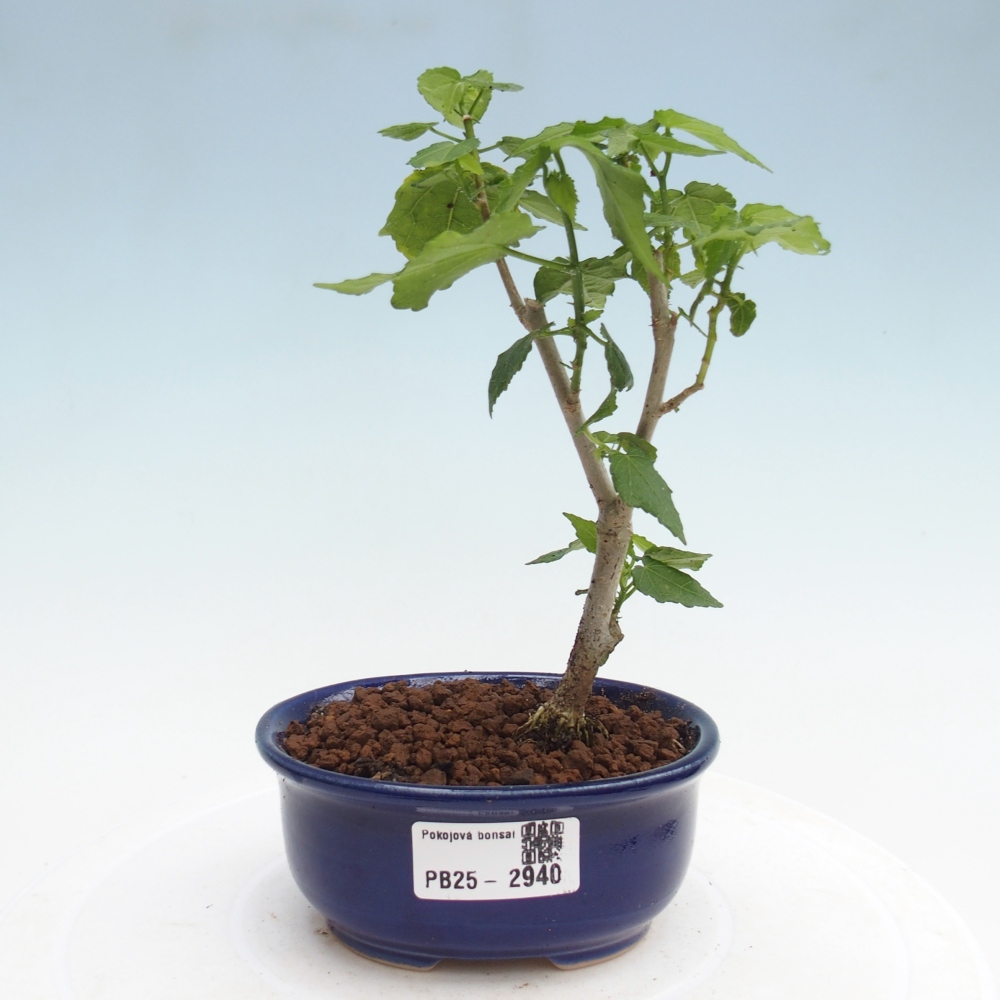 Bonsai voor binnen - Malvaviscus arboreus