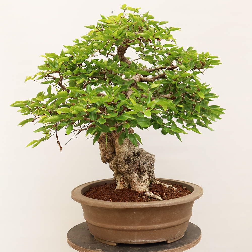 Bonsai voor buiten -Carpinus Coreana - Koreaanse haagbeuk