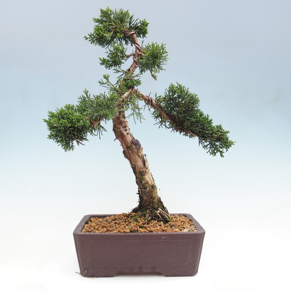 Bonsai voor buiten - Juniperus chinensis Kishu
