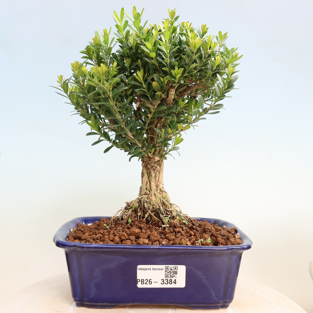 Kamerbonsai - Buxus harlandii - kurk buxus