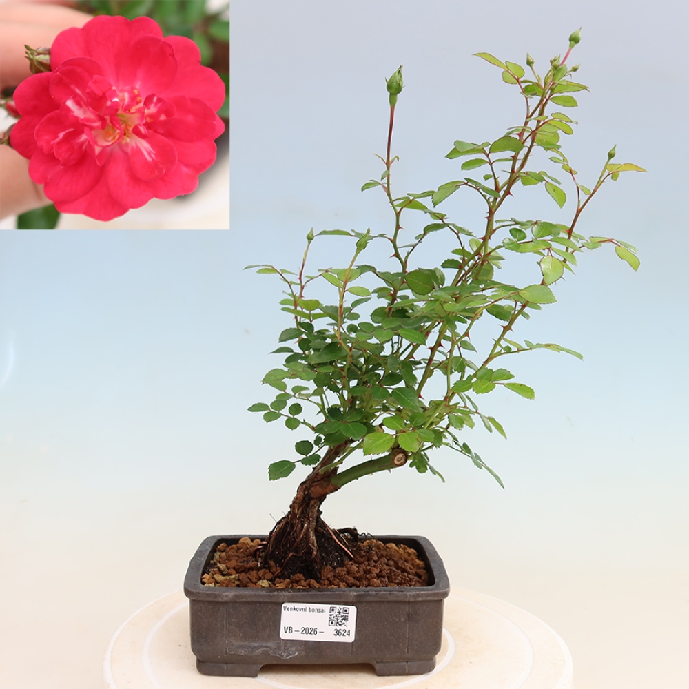 Bonsai voor buiten - Rosa Kordes - roos