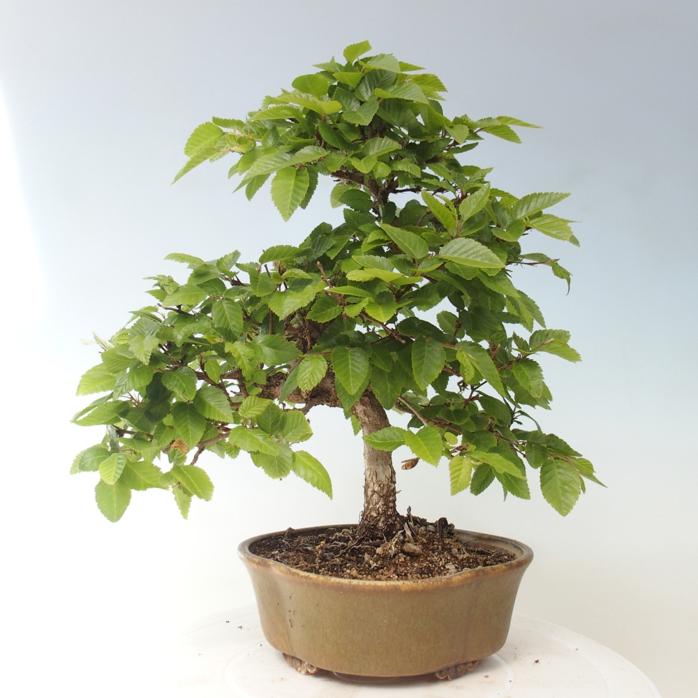 Bonsai voor buiten -Carpinus CARPINOIDES - Koreaanse haagbeuk