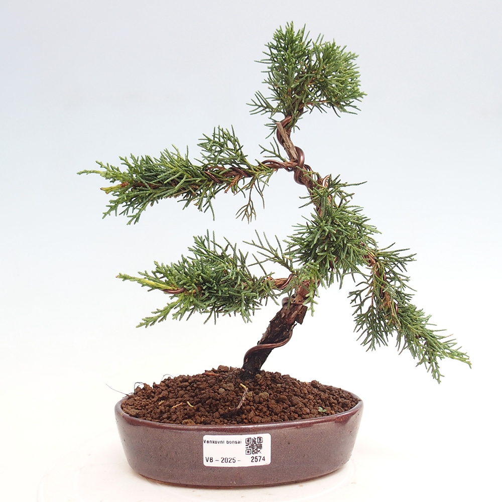 Bonsai voor buiten - Juniperus chinensis Kishu