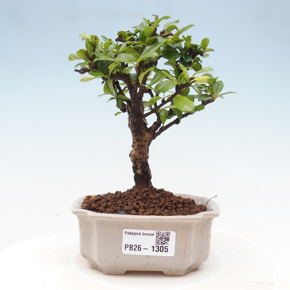 Kamerbonsai - Carmona macrophylla - Thee fuki