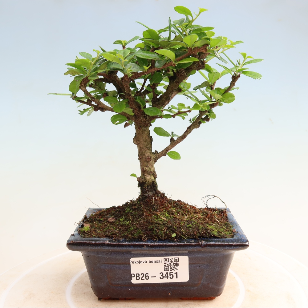 Kamerbonsai - Carmona macrophylla - Thee fuki