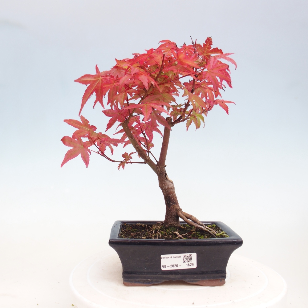 Bonsai voor buiten - Acer palmatum DESHOJO