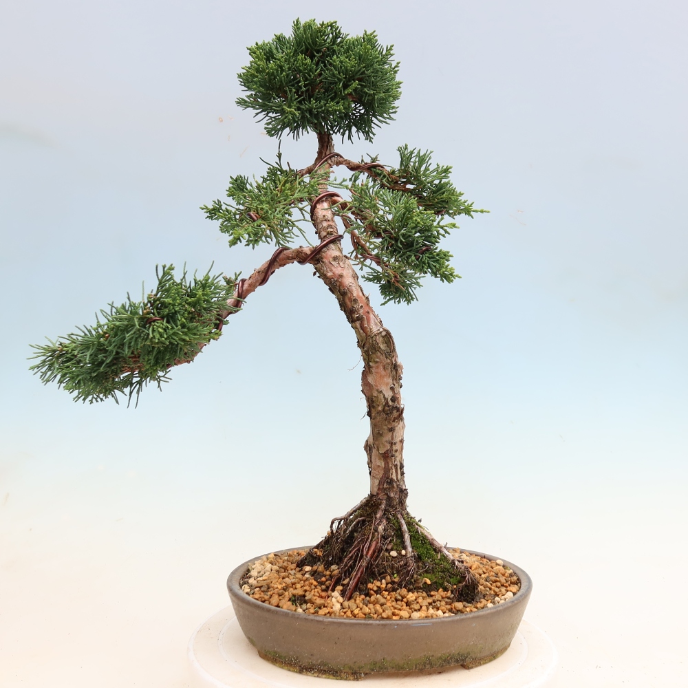 Bonsai voor buiten - Juniperus chinensis Kishu
