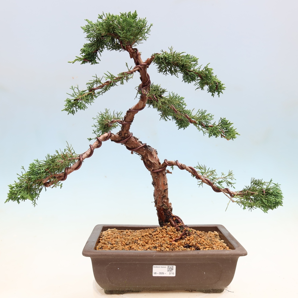 Bonsai voor buiten - Juniperus chinensis Kishu