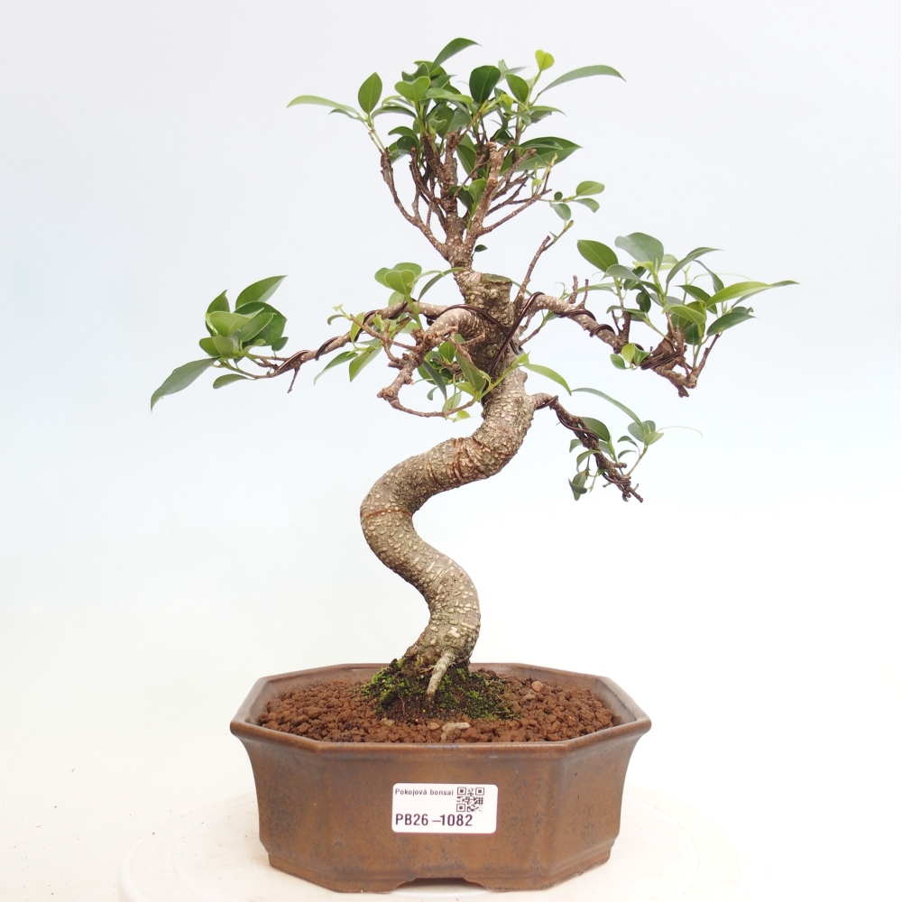 Kamerbonsai - Ficus retusa - kleinbladige ficus