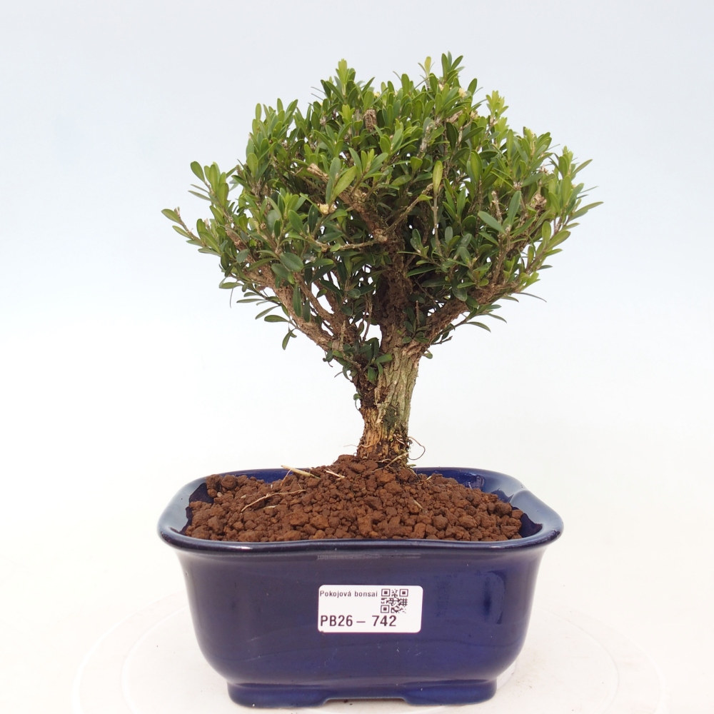Kamerbonsai - Buxus harlandii - kurk buxus
