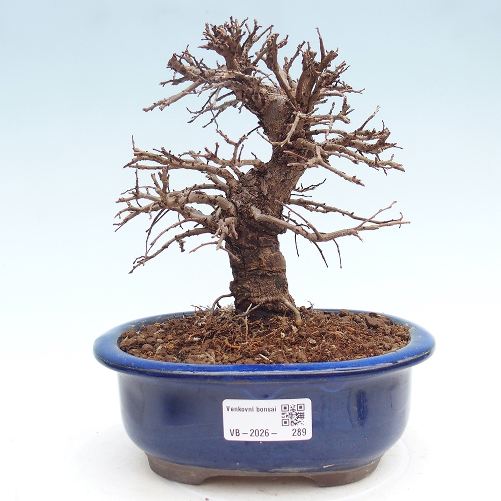 Bonsai voor buiten - Zelkova - Zelkova NIRE