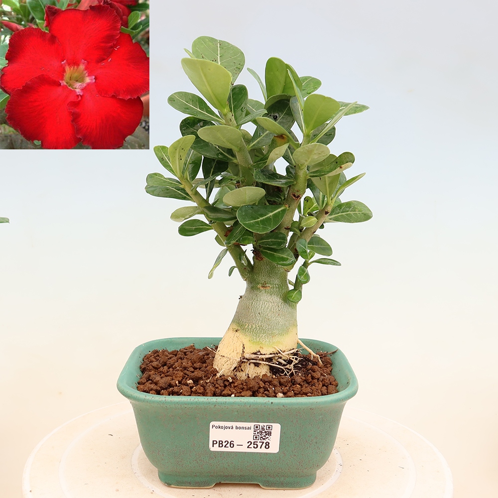 Kamerbonsai - Adenium obesum Red Star - Woestijnroos