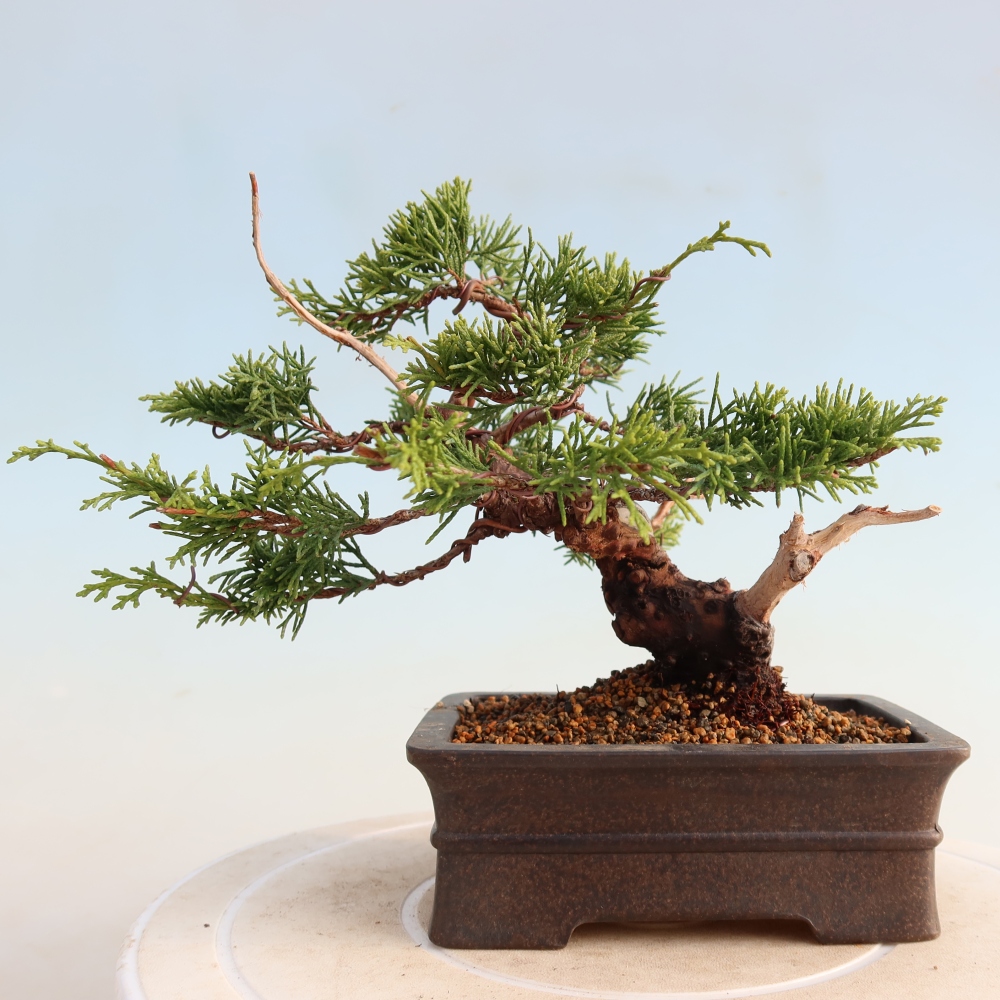Bonsai voor buiten - Juniperus chinensis Itoigawa