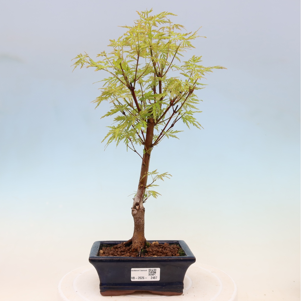 Bonsai voor buiten - Acer palmatum Dissectum