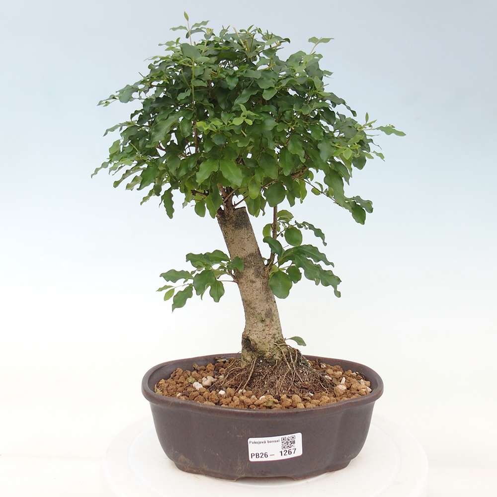 Kamerbonsai -Ligustrum chinensis - Vogelsnavel
