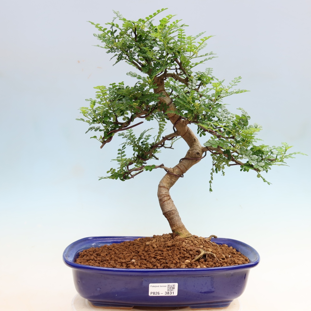 Kamerbonsai - Zantoxylum piperitum - peperboom