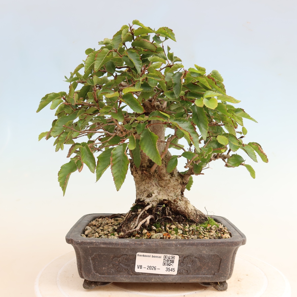 Bonsai voor buiten -Carpinus CARPINOIDES - Koreaanse haagbeuk