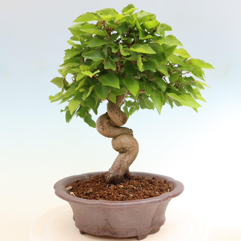 Bonsai voor buiten -Carpinus Coreana - Koreaanse haagbeuk