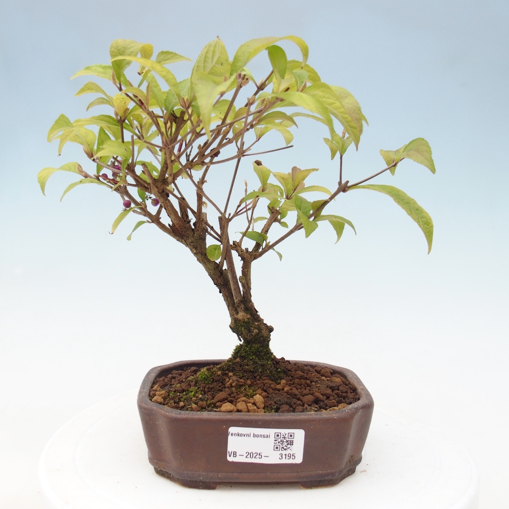 Bonsai voor buiten - Callicarpa japonica