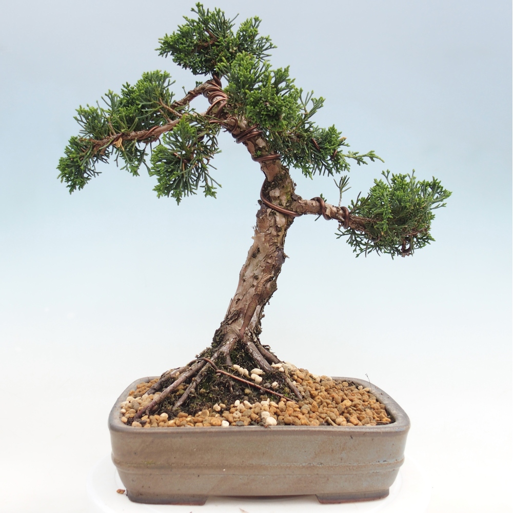 Bonsai voor buiten - Juniperus chinensis Kishu