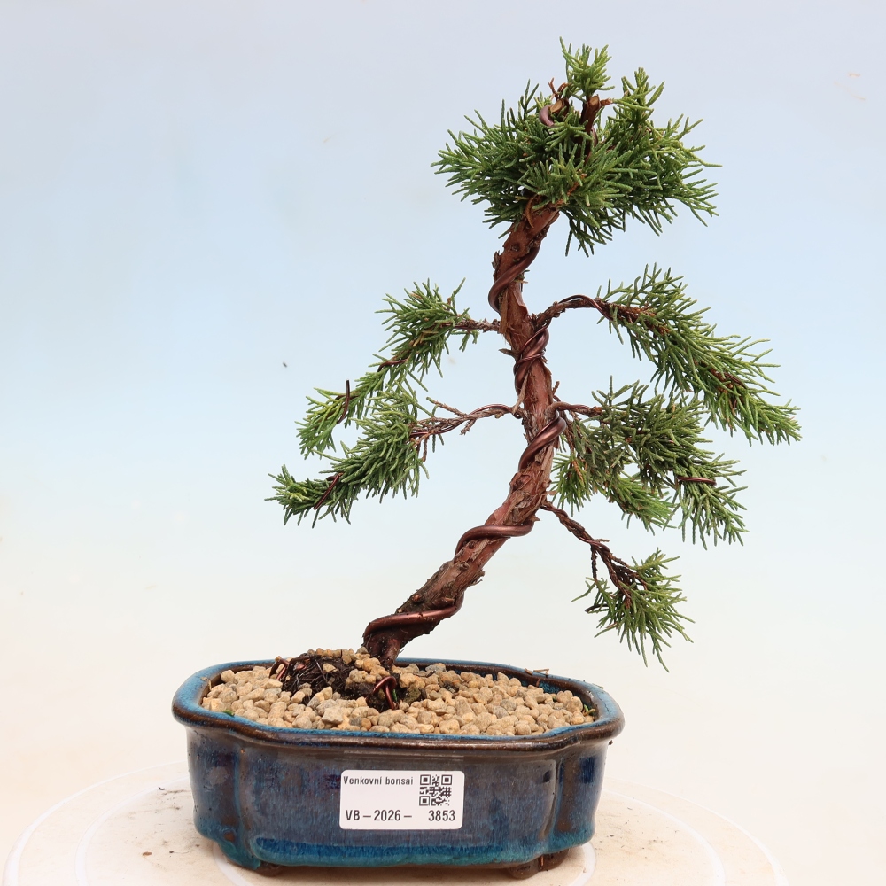 Bonsai voor buiten - Juniperus chinensis Kishu