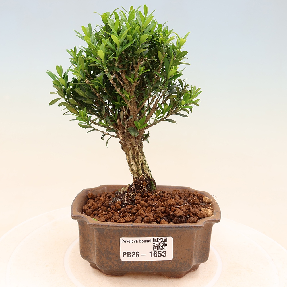 Kamerbonsai - Buxus harlandii - kurk buxus