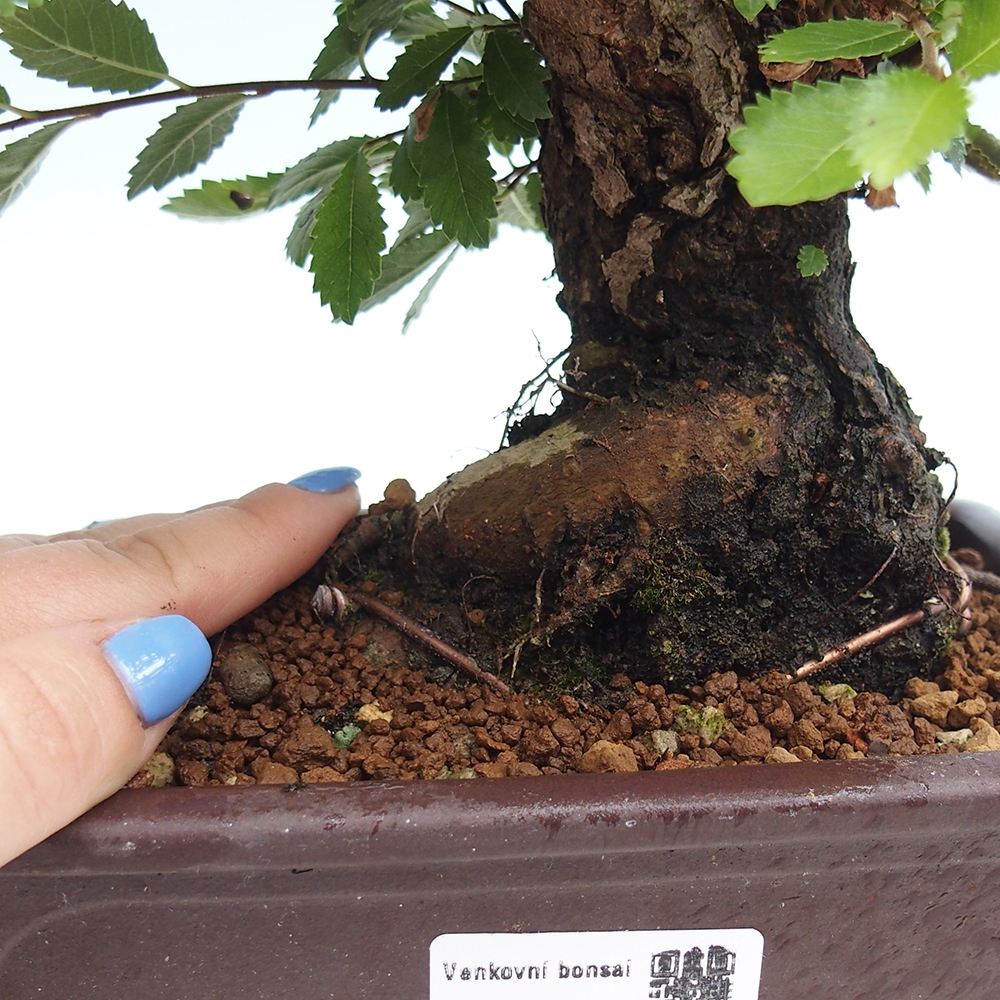 Bonsai voor buiten - Zelkova - Zelkova NIRE