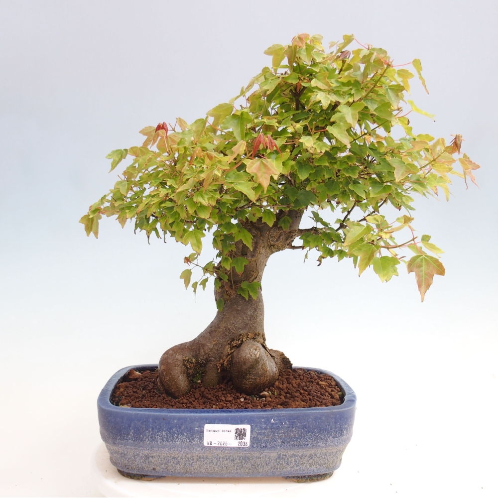 Bonsai voor buiten - Acer Buergerianum - Burgeresdoorn