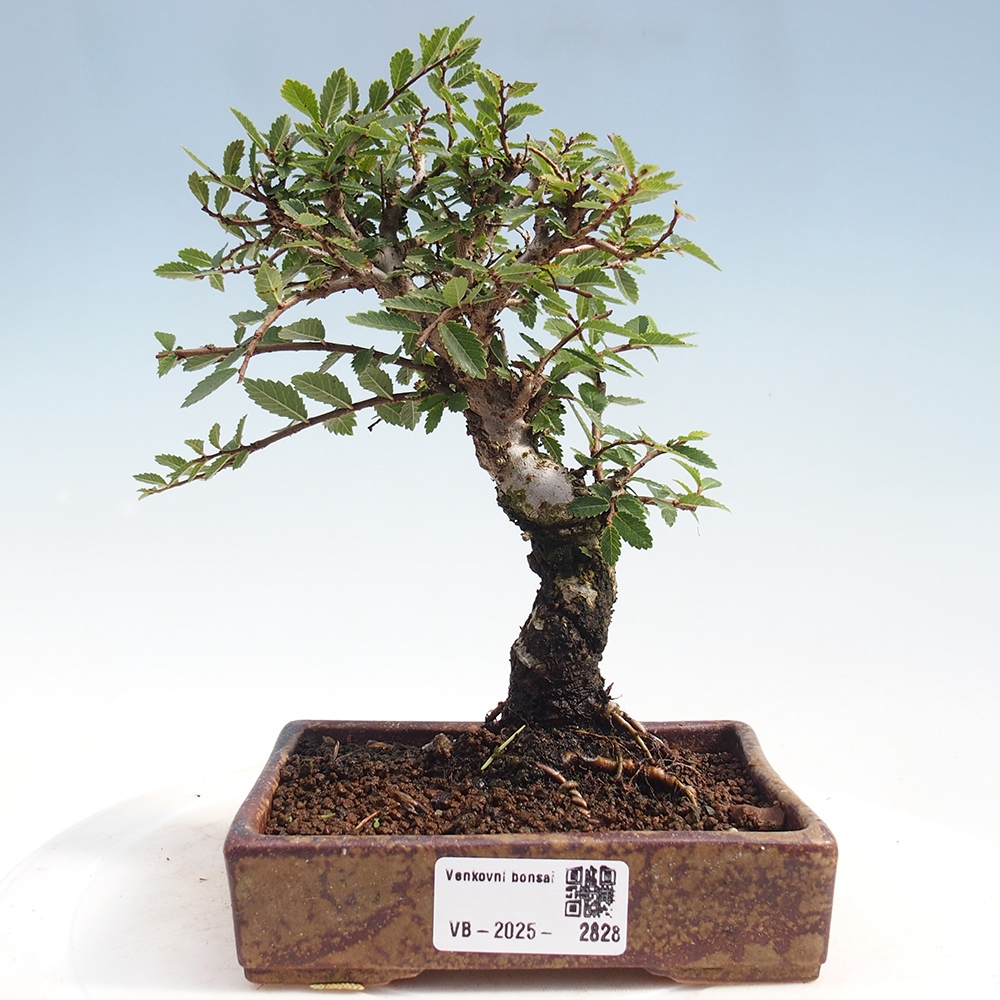 Bonsai voor buiten - Zelkova - Zelkova NIRE