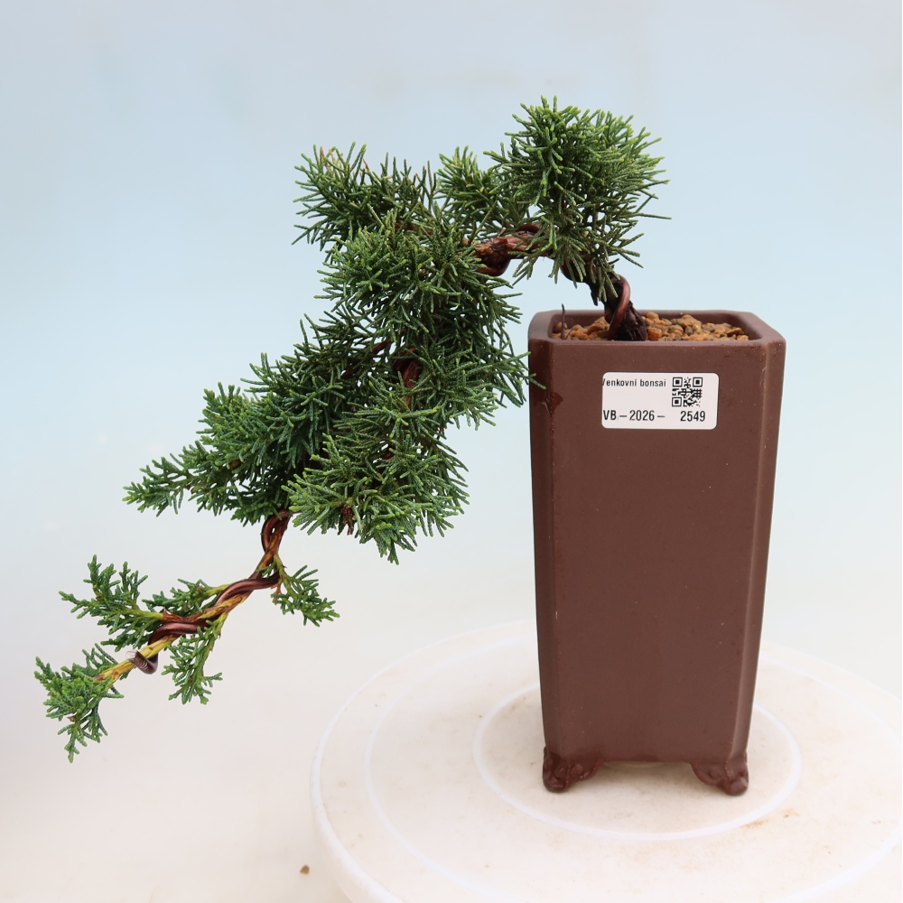 Bonsai voor buiten - Juniperus chinensis Kishu