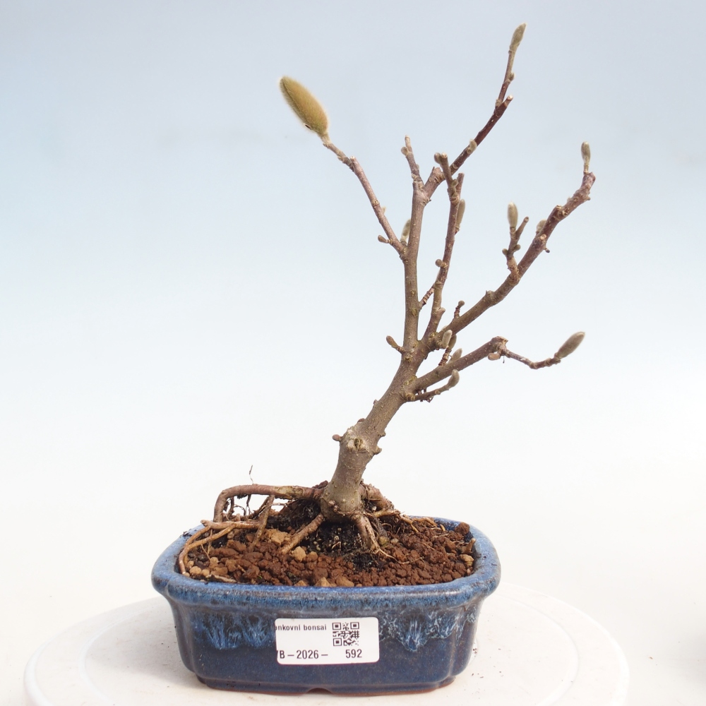Bonsai voor buiten - Magnolia stellata