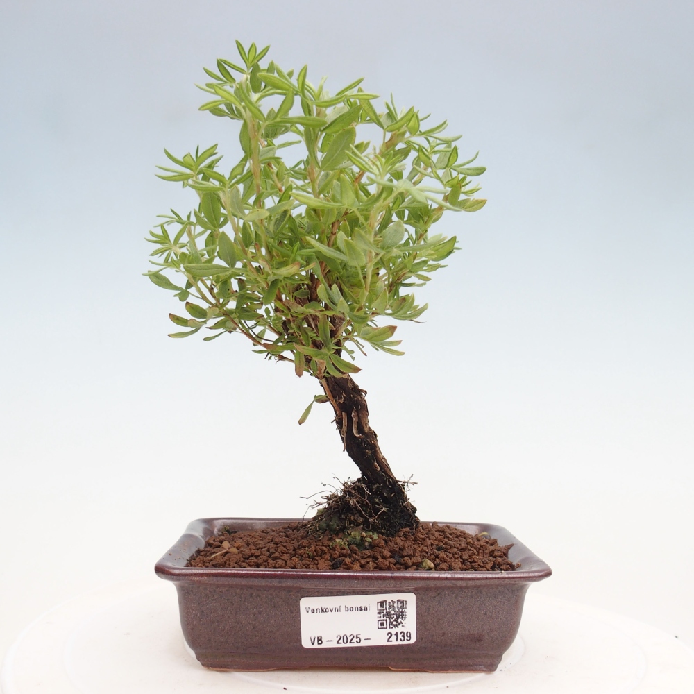 Bonsai voor buiten - Potentila fruticosa gele vogel
