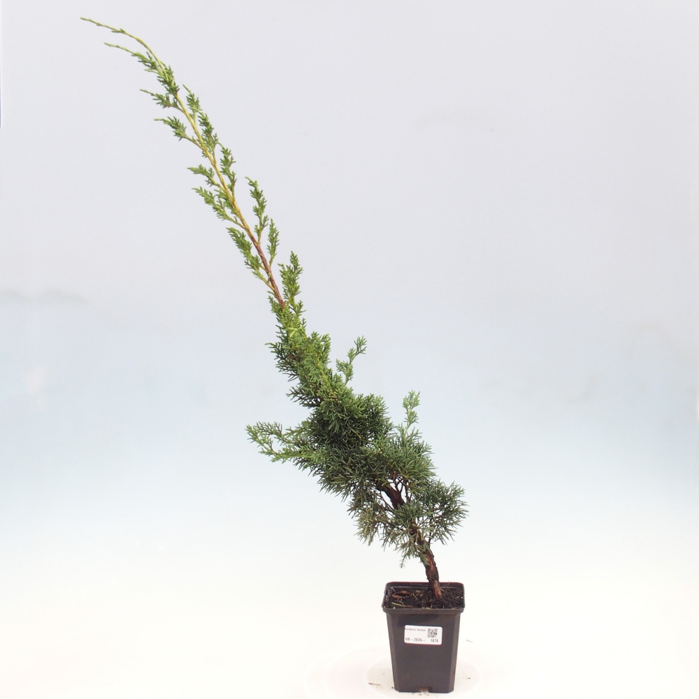 Bonsai voor buiten - Juniperus chinensis Kishu