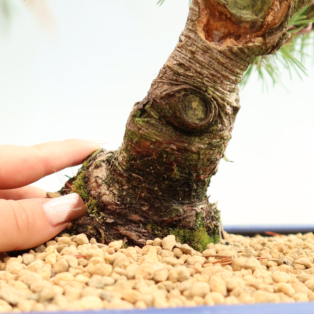 Bonsai voor buiten - Pinus mugo Humpy  - Bergden