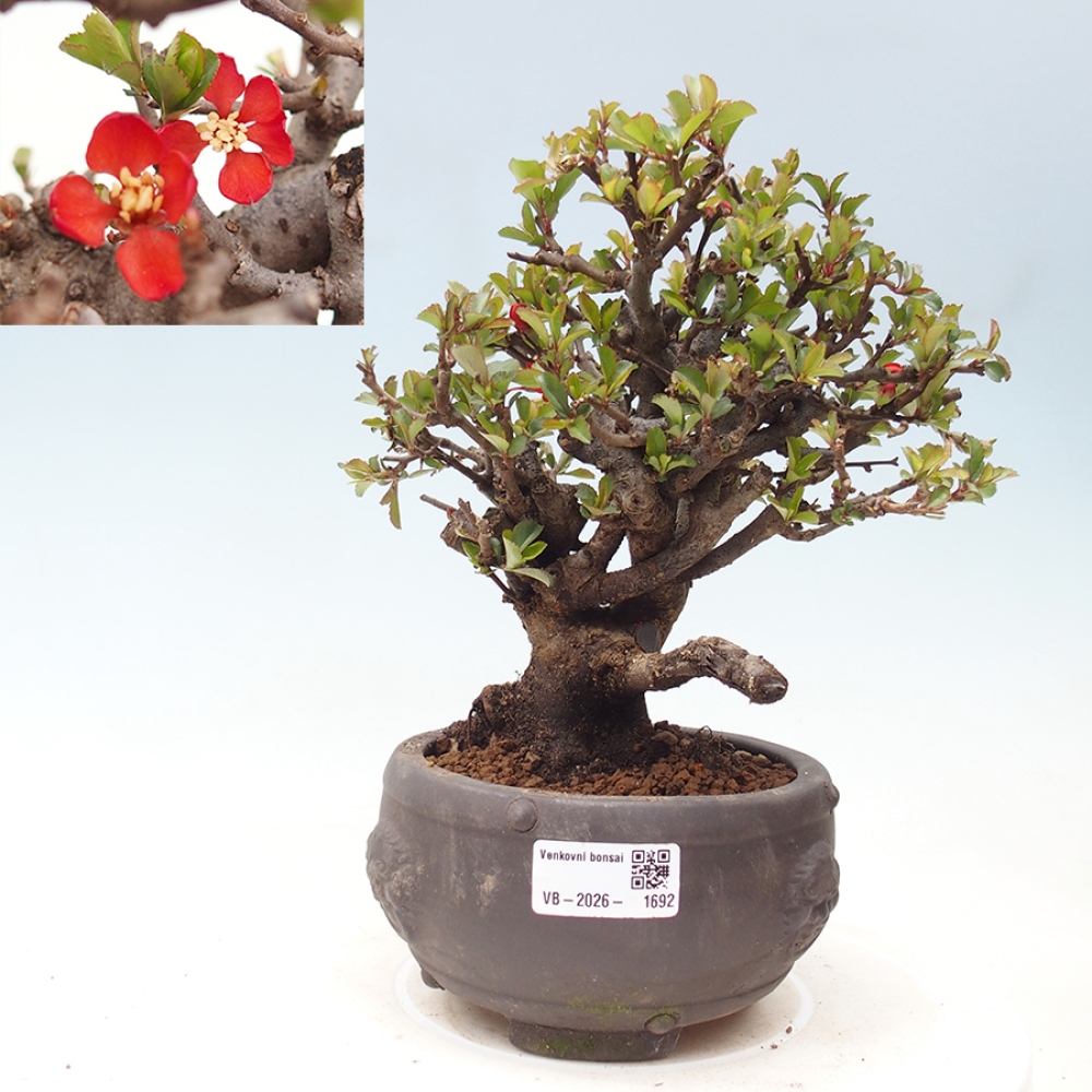 Bonsai voor buiten - Chaneomeles speciosa - Kweepeer